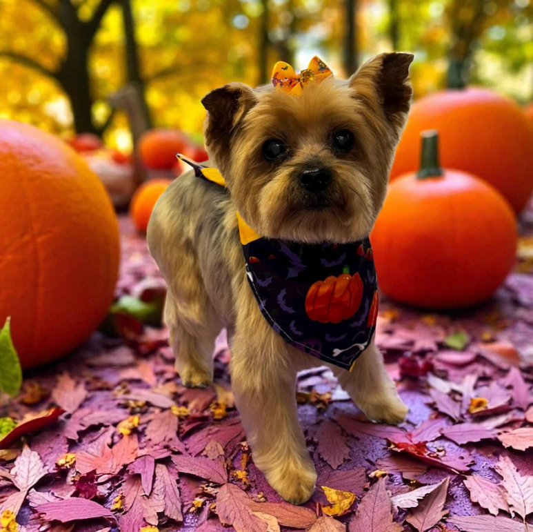 Yorkie with Halloween bandana