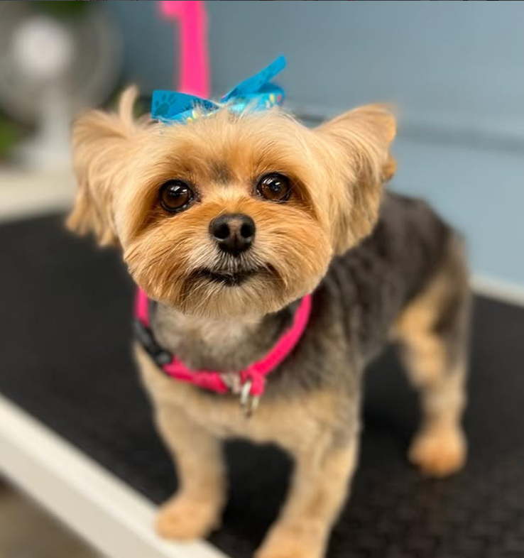 Yorkie with blue bow after grooming