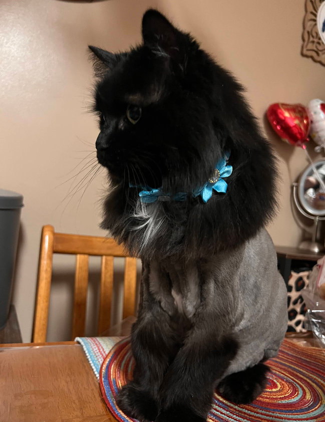 Black cat after bath and tidy up grooming