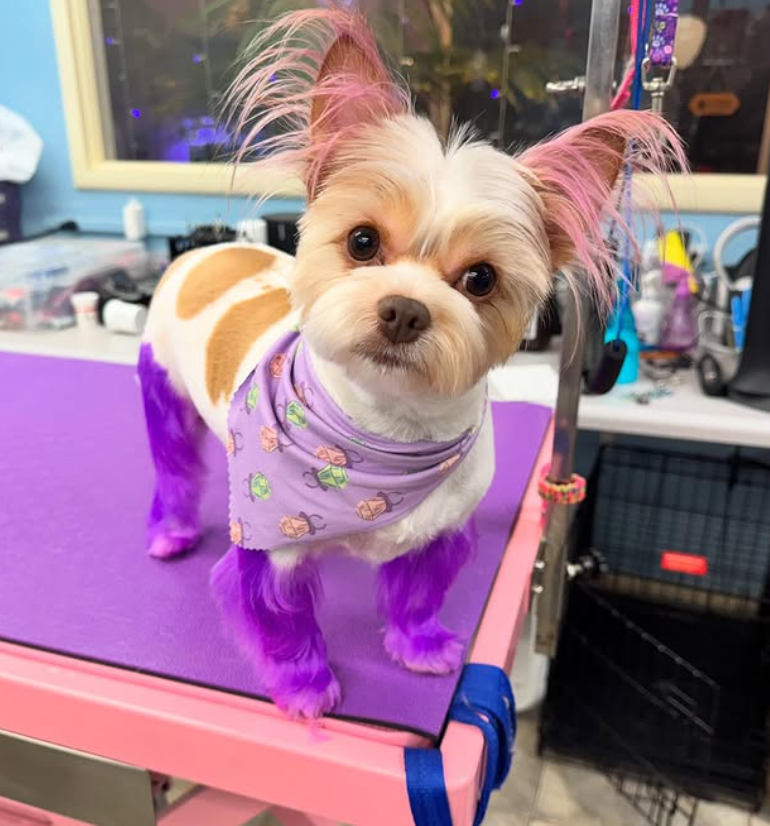 Yorkie with purple dye styling