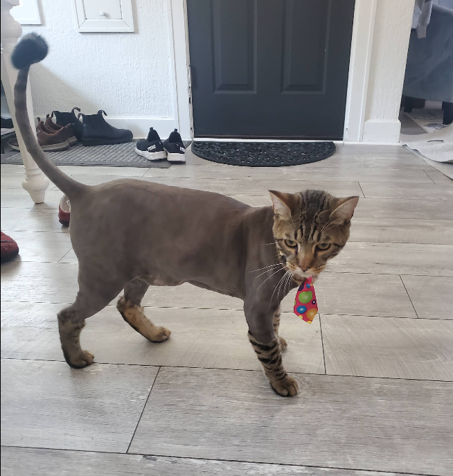 Freshly groomed pet