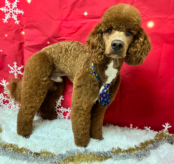 Standard Poodle after full service grooming