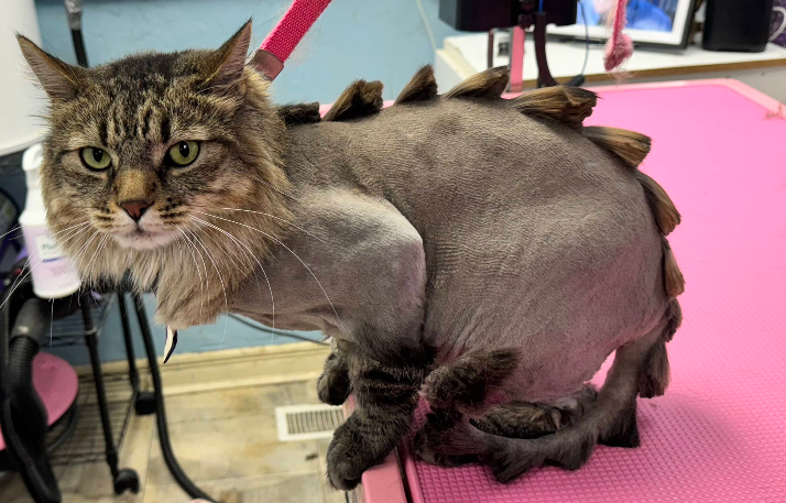 Pet after spa treatment