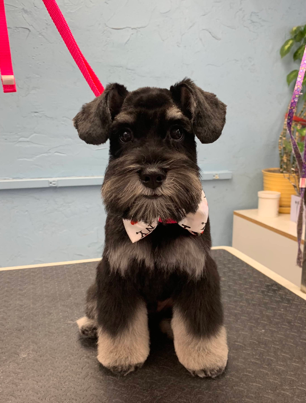 Miniature Schnauzer with bow tie