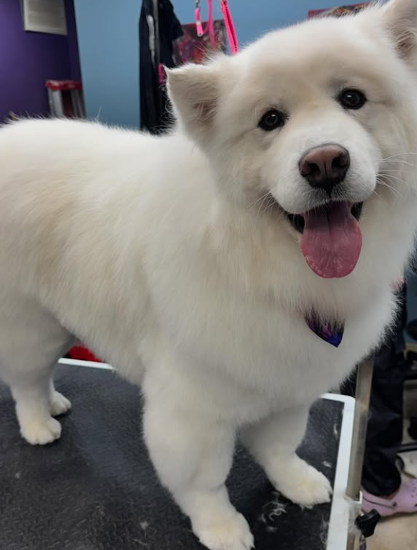 Fluffy Samoyed after deshedding treatment