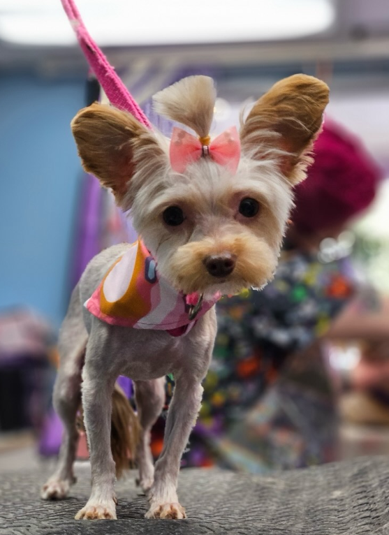 Yorkie with pink bow after grooming