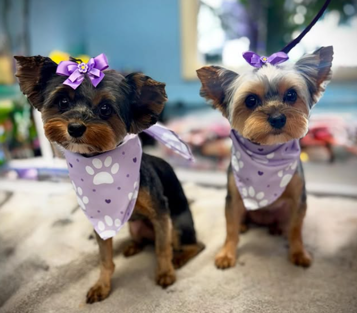Two Yorkies with matching purple bandanas