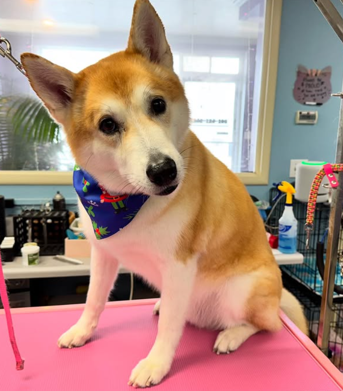Pet after grooming session