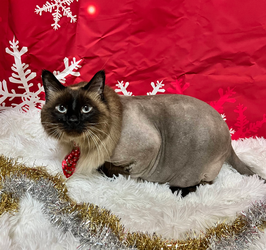 Freshly groomed furry friend