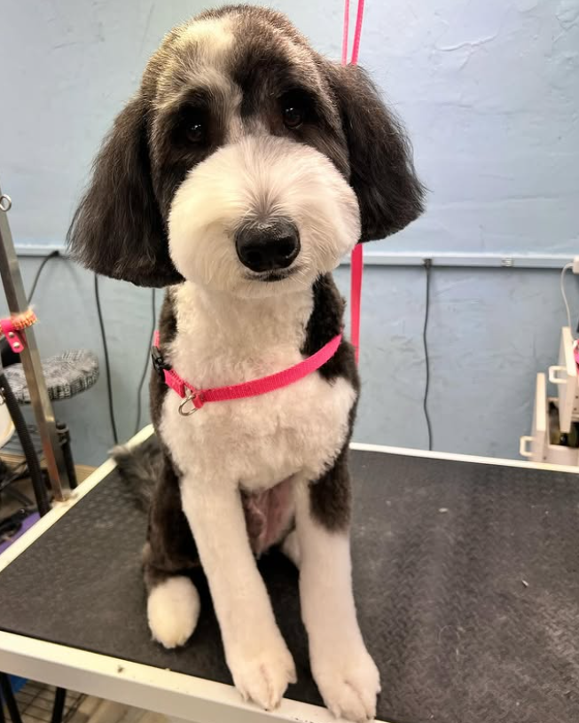 Adorable pet after nail clipping