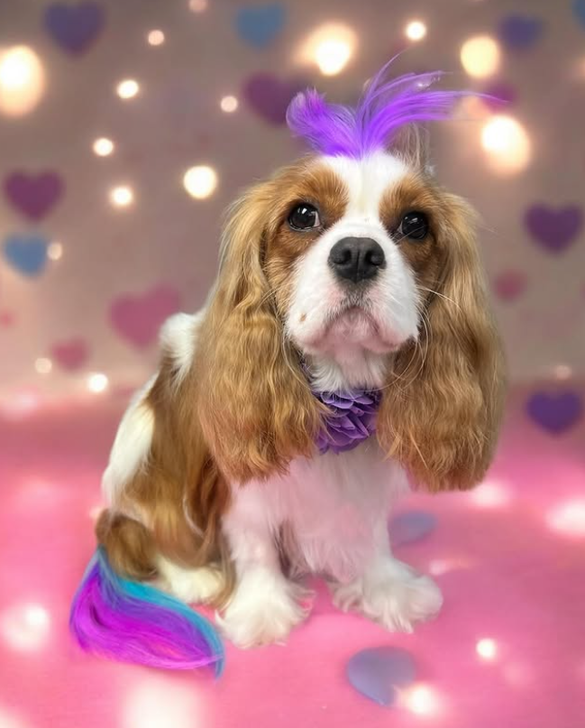 Cavalier King Charles with creative dye