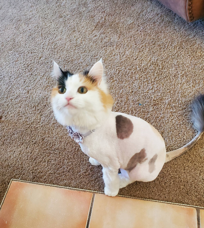 Cat after grooming session