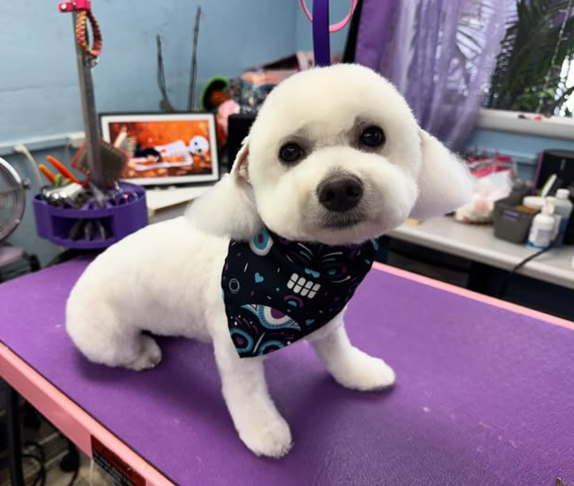 White Bichon with fresh haircut