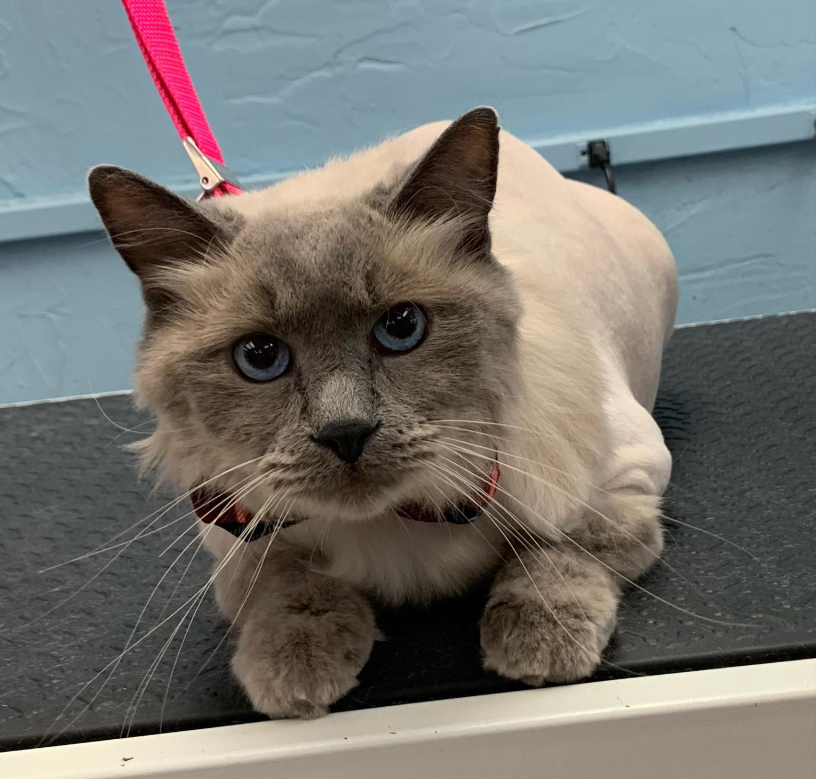 Blue-eyed cat after grooming