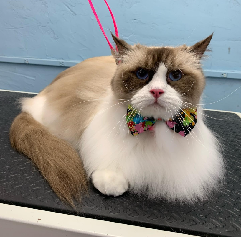 Ragdoll cat with colorful bow tie