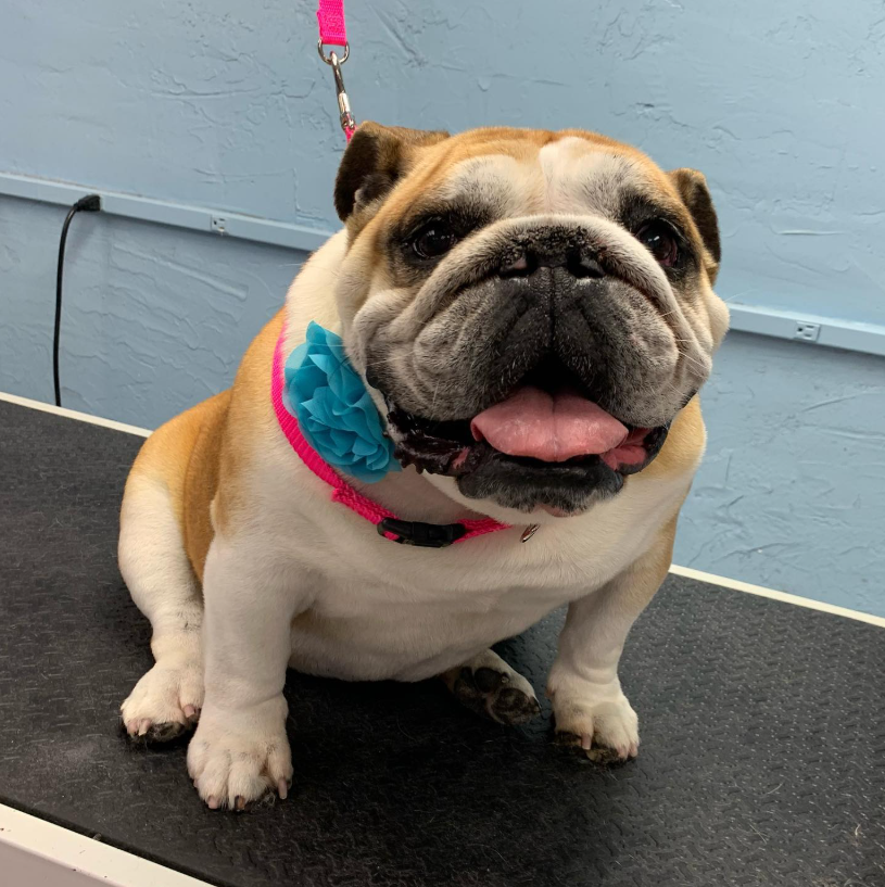Happy pup after grooming